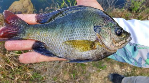 Full Throttle Media: Panfish Fishing Central Florida