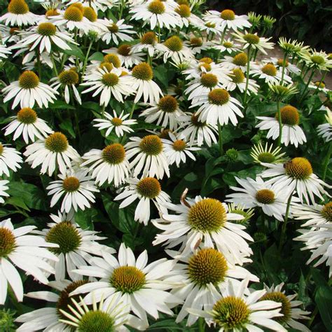 Echinacea Seeds - White Swan Coneflower Flower Seed