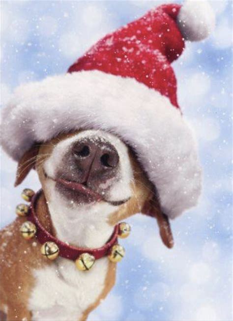 Pin by Doms Sis on CHRISTMAS | Christmas dog, Christmas animals, Pets