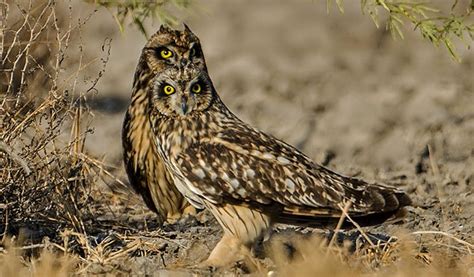 Wildlife Tour To Little Rann Of Kutch