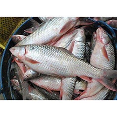 AMAZING FACTS ABOUT MRIGAL FISH FISH FARMING, 47% OFF