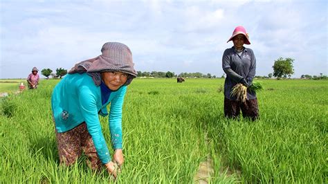 Map Of Cambodia Farming