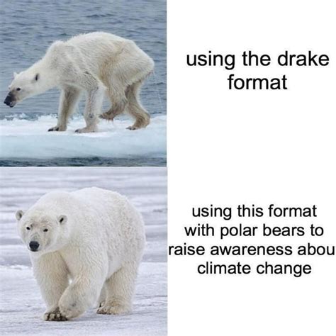 Polar bear awareness meme - 9GAG