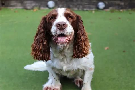 English Springer Spaniel Training: 10 Useful Tips & Tricks