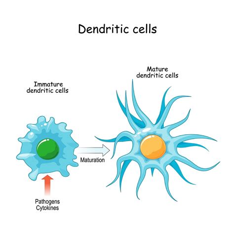 What are Dendritic Cells?