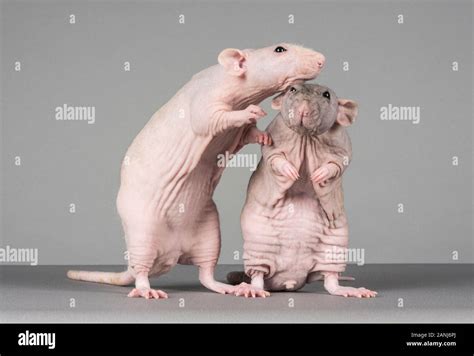 Hairless Pet Rats, UK Stock Photo - Alamy