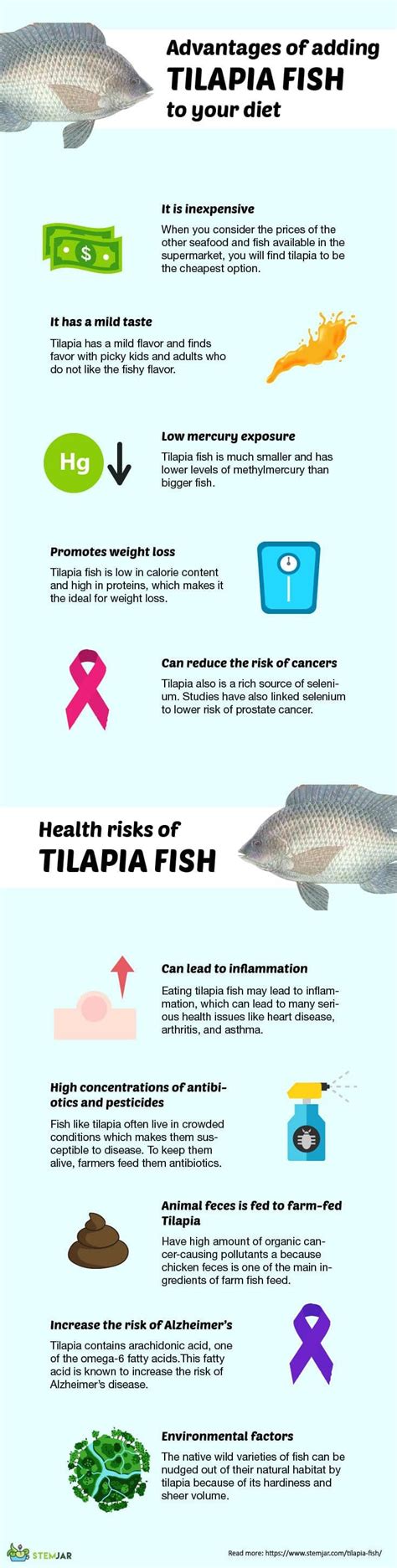 Tilapia Fish - Nutritional Facts, Benefits, & Health Risks | Fish ...