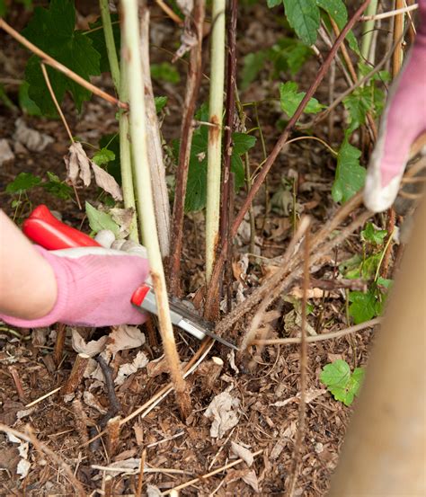 How To Maintain Raspberry Bushes – Raspberry