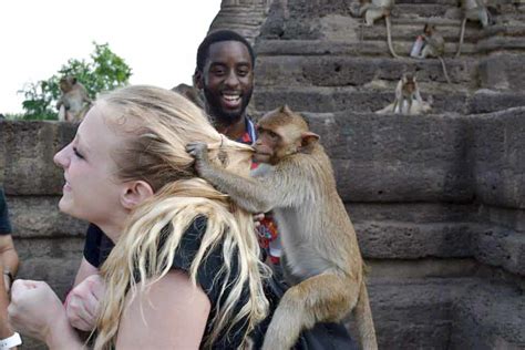 Lopburi Monkey Festival: Know Before You Go - Mike & Laura Travel