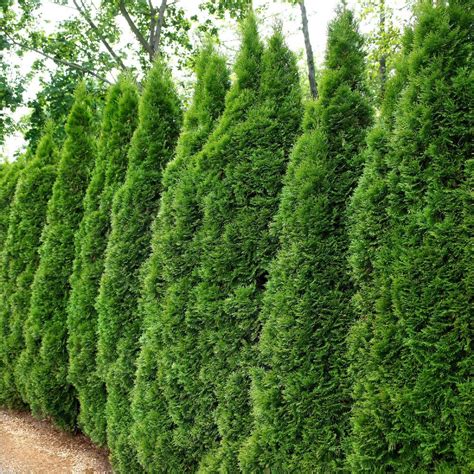 2.25 Gal. Arborvitae Emerald Green Shrub-HD7135 - The Home Depot