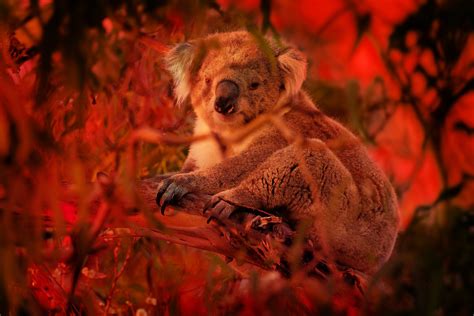 Australia's Koalas Are ‘Sliding Towards Extinction’ | WIRED