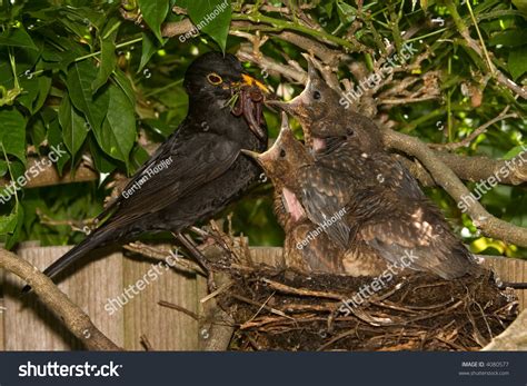 Blackbird Nest Stock Photo 4080577 : Shutterstock