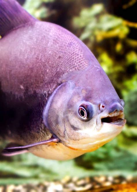 49 Pacu Fish Facts: What You Need To Know