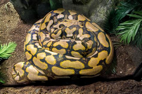 Reticulated Python Joins Reptile House - The Houston Zoo