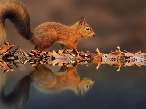 Autumn Squirrel Wallpapers - Wallpaper Cave