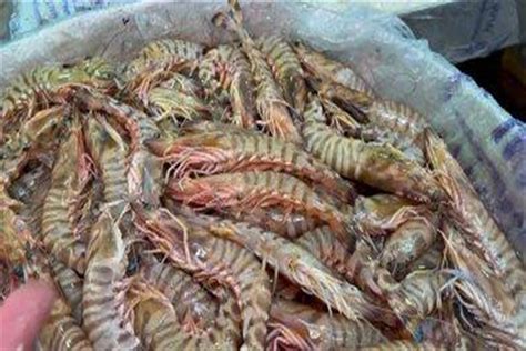 Disadvantages of eating lizard shrimp console - Archyde