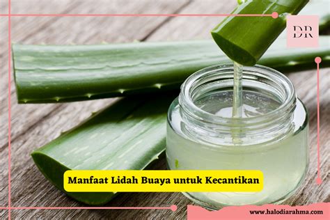 Lima Manfaat Lidah Buaya Untuk Kecantikan