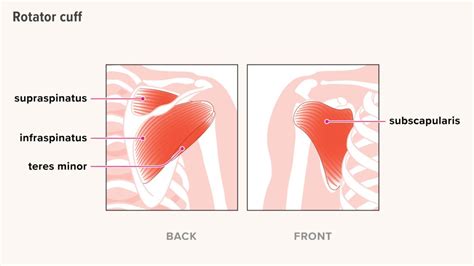 Rotator Cuff Anatomy: Muscles, Function, and Pictures