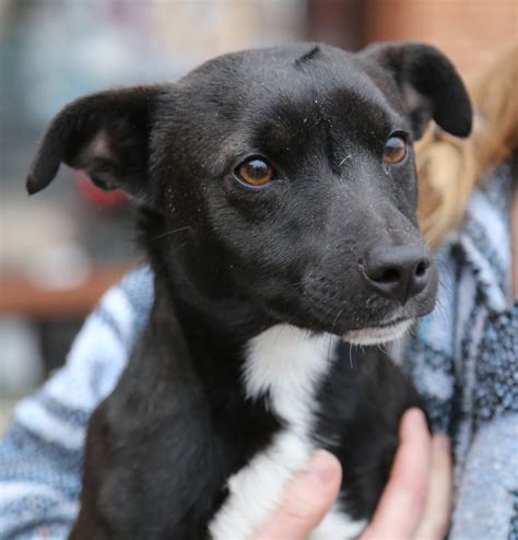 Jack Russell Chihuahua Mix Black And Tan, 77+ Dachshund Jack Russell ...