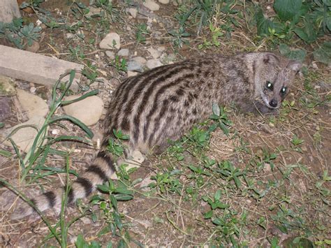 Small Indian Civet | Animal of the world Wiki | Fandom