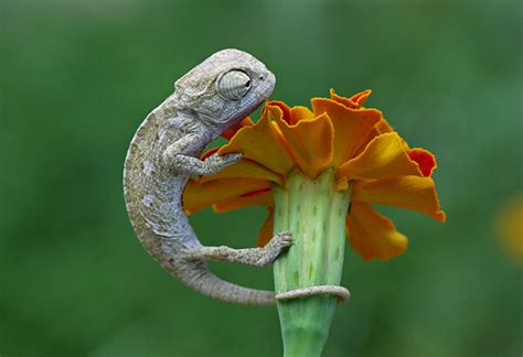 Cute Baby Chameleons with Humanized Facial Expression - Design Swan