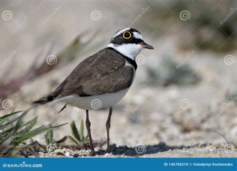 Little Ringed Plover Male in Breeding Plumage Stock Photo - Image of ...