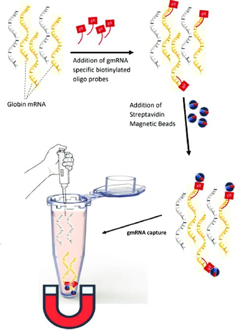 Globin mRNA capture through biotin/streptavidin binding, the ...