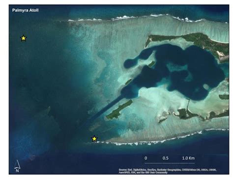 Insidious Coral Killer Invading Palmyra Atoll Reef : Maui Now