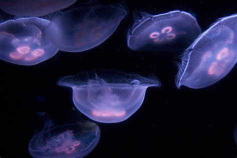 The Surprising Way Jellyfish Put Themselves Back Together