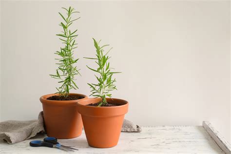 Rosemary plant in pots on table against light background - Naylor Landscape Management