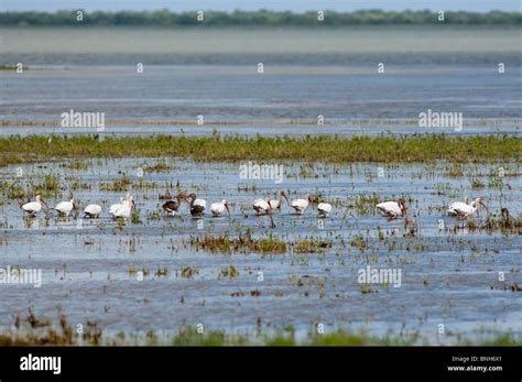 Laguna atascosa national wildlife hi-res stock photography and images ...