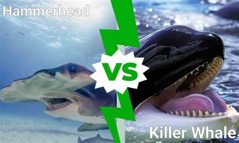 Epic Deep Sea Battles: The Largest Hammerhead Ever vs. A Killer Whale ...