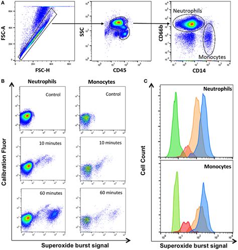 Frontiers | Functional Analysis of Phagocyte Activity in Whole Blood from HIV/Tuberculosis ...