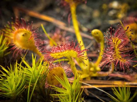 Sundew Plant Care | Plantly