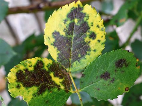 Black Spots On Rose Leaves