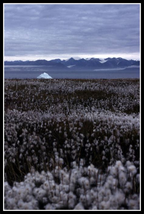 The House & other Arctic musings: Old slides