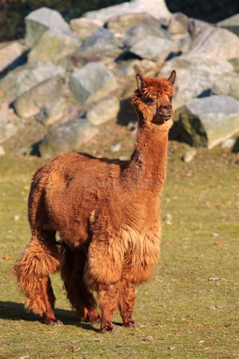 Alpaca (Vicugna Pacos Syn. Lama Pacos) Stock Photo - Image of clothing, hair: 7052606