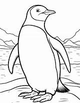 30 Penguin Coloring Pages Fun Free Sheets sketch template