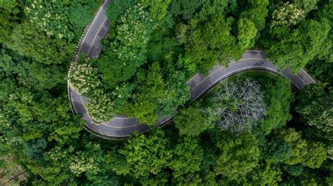 Premium Photo | Aerial top view of road in green tree forest top view ...