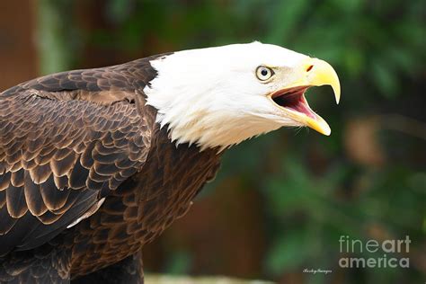 Eagle Screech Photograph by William Bosley - Fine Art America