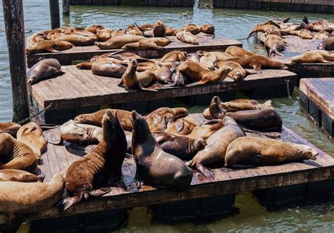 Protecting the Sea Lions at Fisherman's Wharf - City Experiences