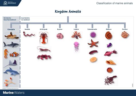 Poster: Marine Classification - Animals (Primary) • Department of Primary Industries and ...