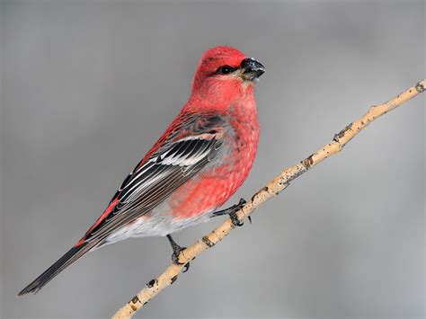 Pine Grosbeak - Coniferous Forest