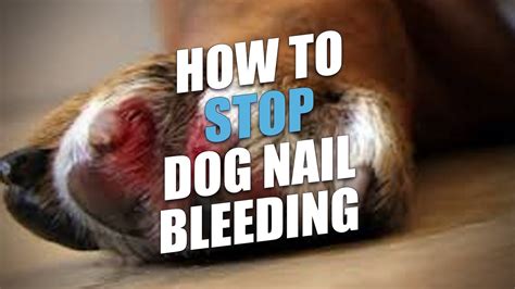 How Do You Stop A Dogs Toenail From Bleeding