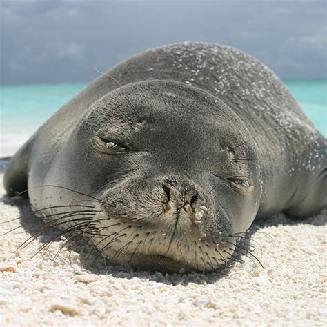 Hawaiian Monk Seal - Marine Mammal Commission