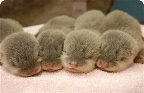 Four sleeping baby otters. | PinPoint