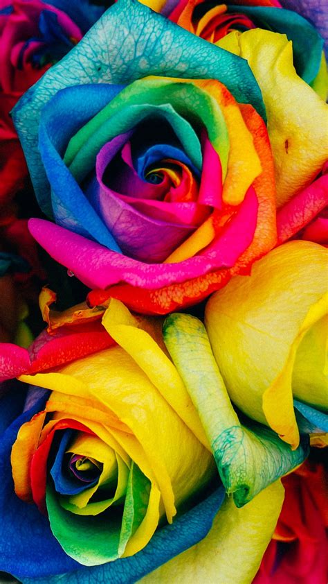 Rainbow Roses Wallpaper - iPhone, Android & Desktop Backgrounds