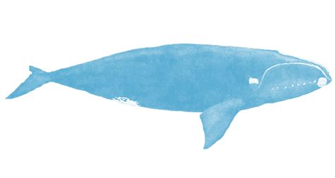 Wildlife Fact Sheets: Bowhead Whale - Ocean Conservancy