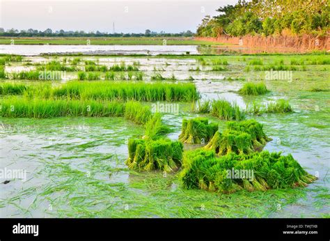 Rice seedlings for planting Stock Photo - Alamy