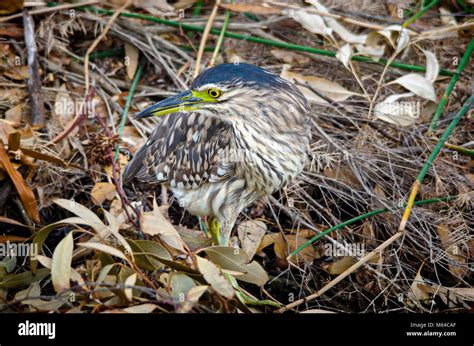 Juvenile Nankeen night heron (Nycticorax caledonicus) camouflaged in vegetation Stock Photo - Alamy